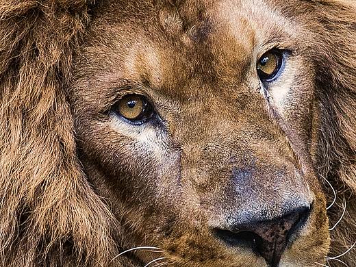 囚徒的目光（个人主页-ZMzUxMzYzMDA=） - 宠物摄影 - 站酷设计师艺海拾贝摄影原创素材 - 站酷ZCOOL