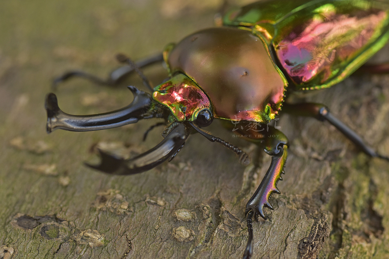 世界上最漂亮的锹甲彩虹锹甲2红色系