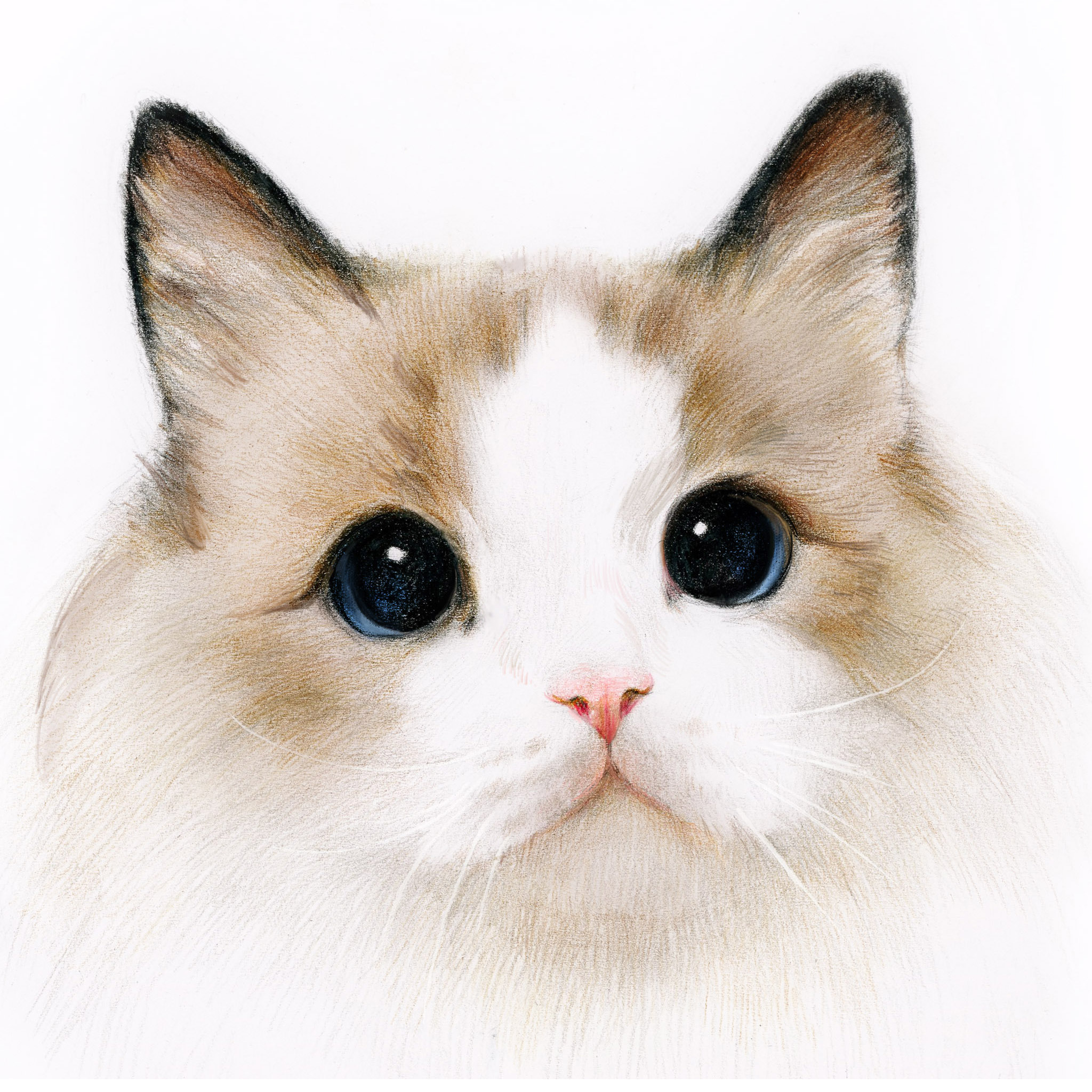 彩铅画布偶猫全身图片