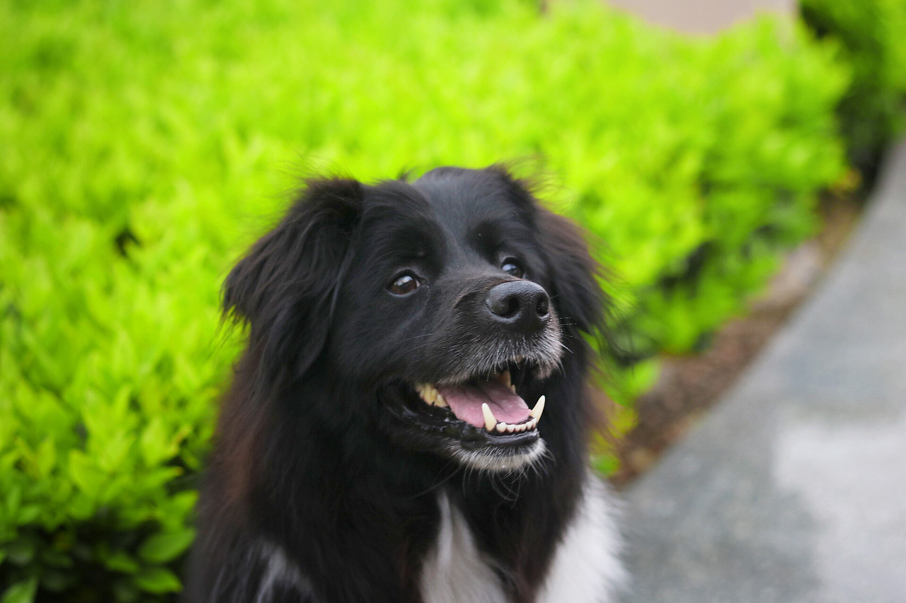 你的眼里有星星（图ZNzk1Mzk5ODA=） - 宠物摄影 - 站酷设计师GlaceYyy原创素材 - 站酷ZCOOL