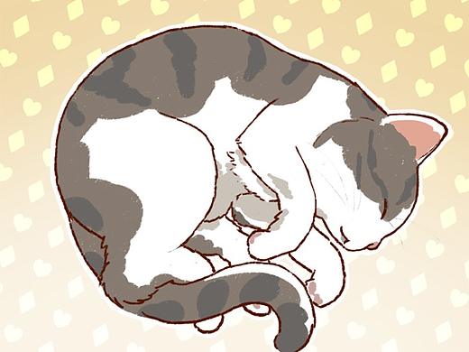 各种猫