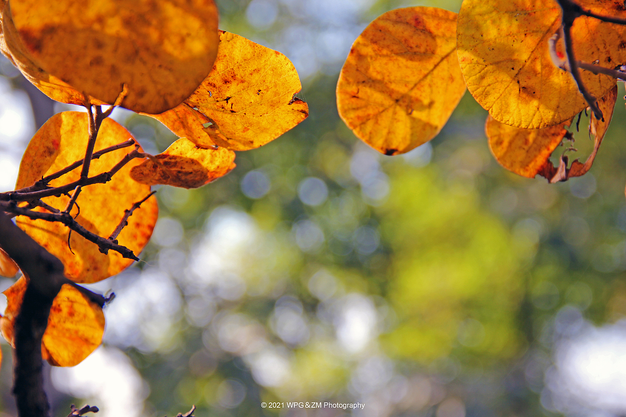 《 一叶知秋 》