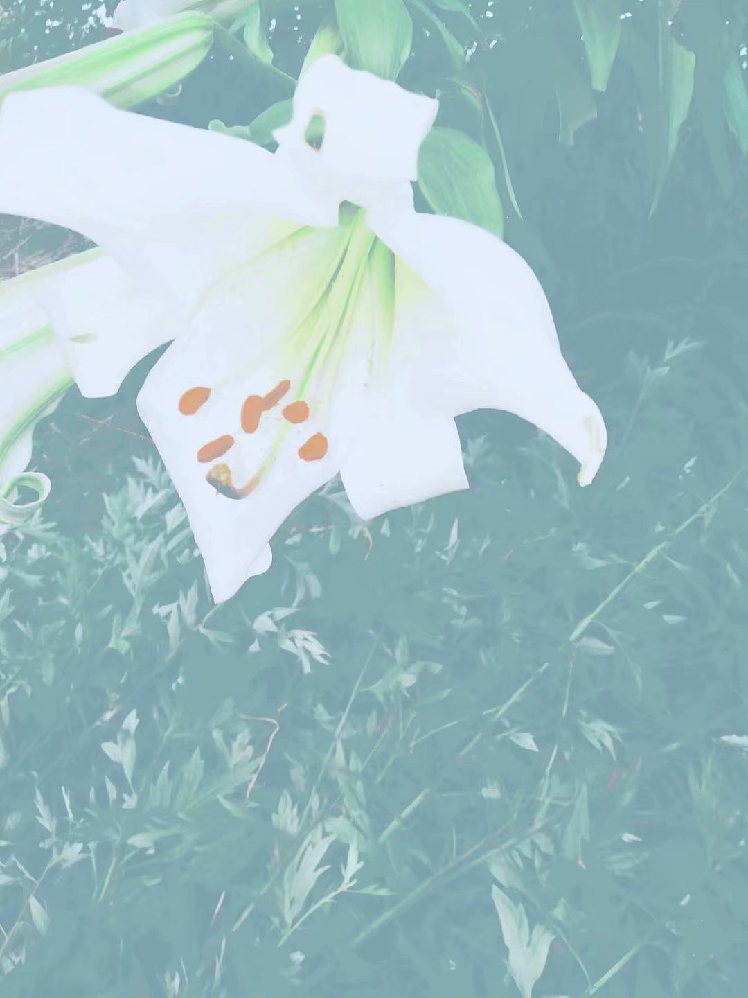 nature