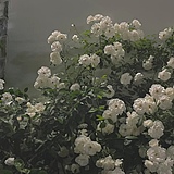 三月兔IRIS的头像