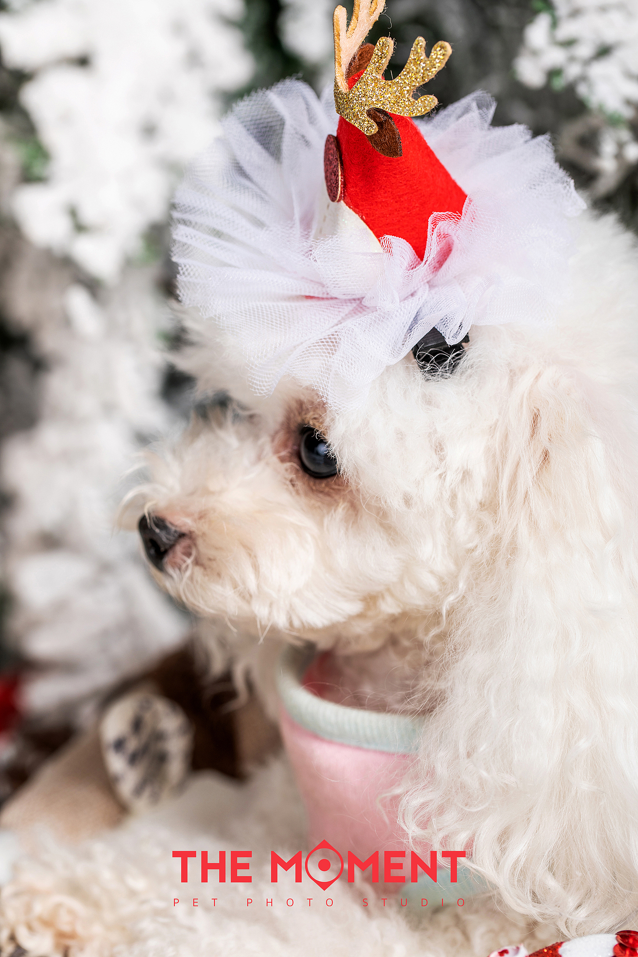 宠物摄影 圣诞