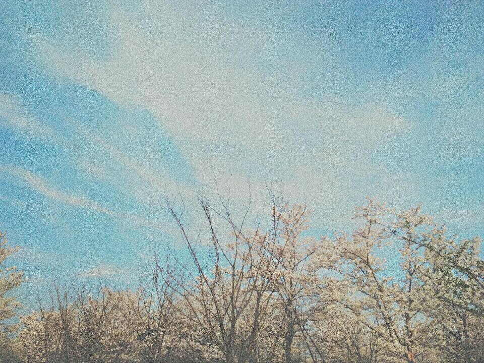 樱花（图ZNzU2MDE5NzY=） - 风光摄影 - 站酷设计师图尔ya原创素材 - 站酷ZCOOL