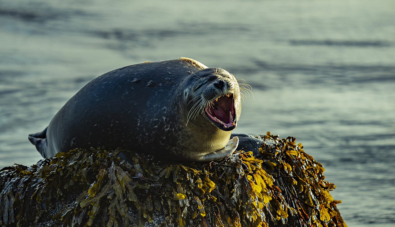 冲镜头打哈欠的海豹