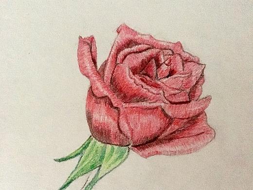 手绘彩铅花卉和漫画人物