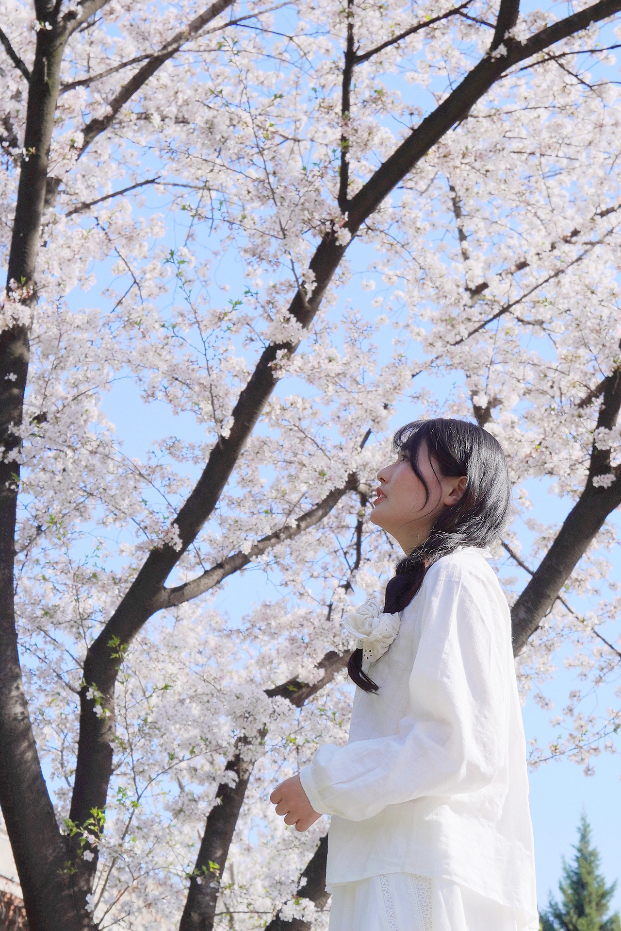 樱花下落的速度 是秒速五厘米（图ZMzY2MDg0OTEy） - 人像摄影 - 站酷设计师陈傻狗儿原创素材 - 站酷ZCOOL