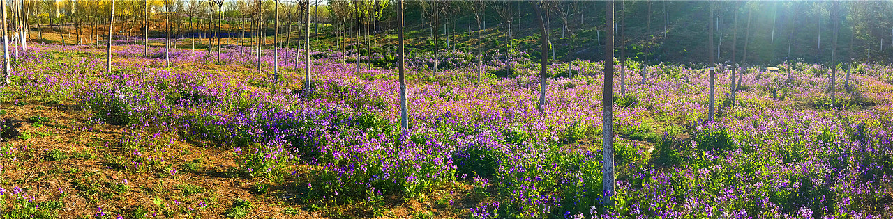刘勇良手机纪实摄影:花海之二月兰