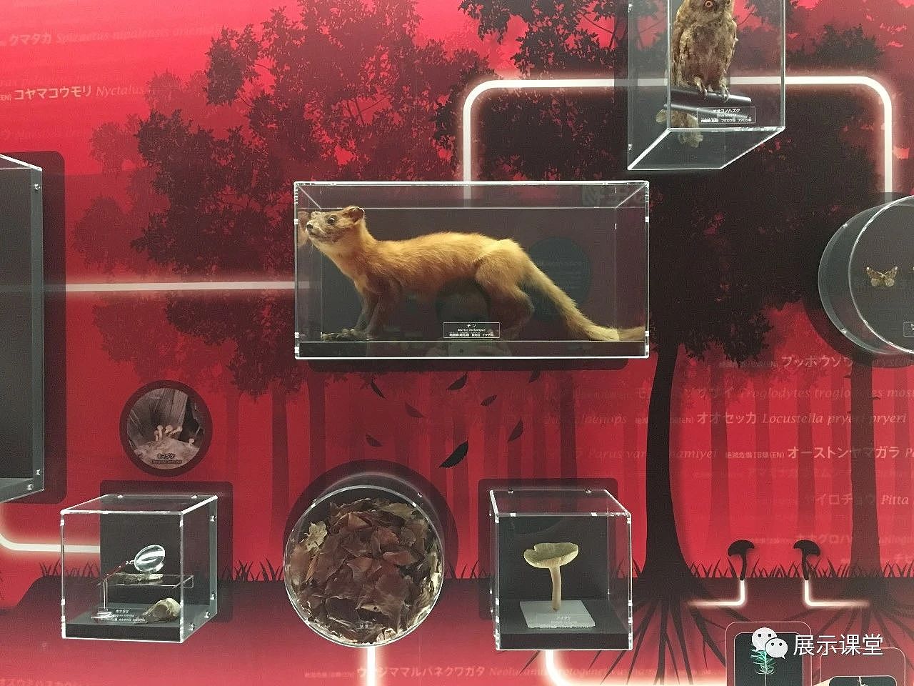 日本国立科学博物馆（图ZMjcxOTU1MDg4） - 展陈设计 - 站酷设计师展示课堂原创素材 - 站酷ZCOOL