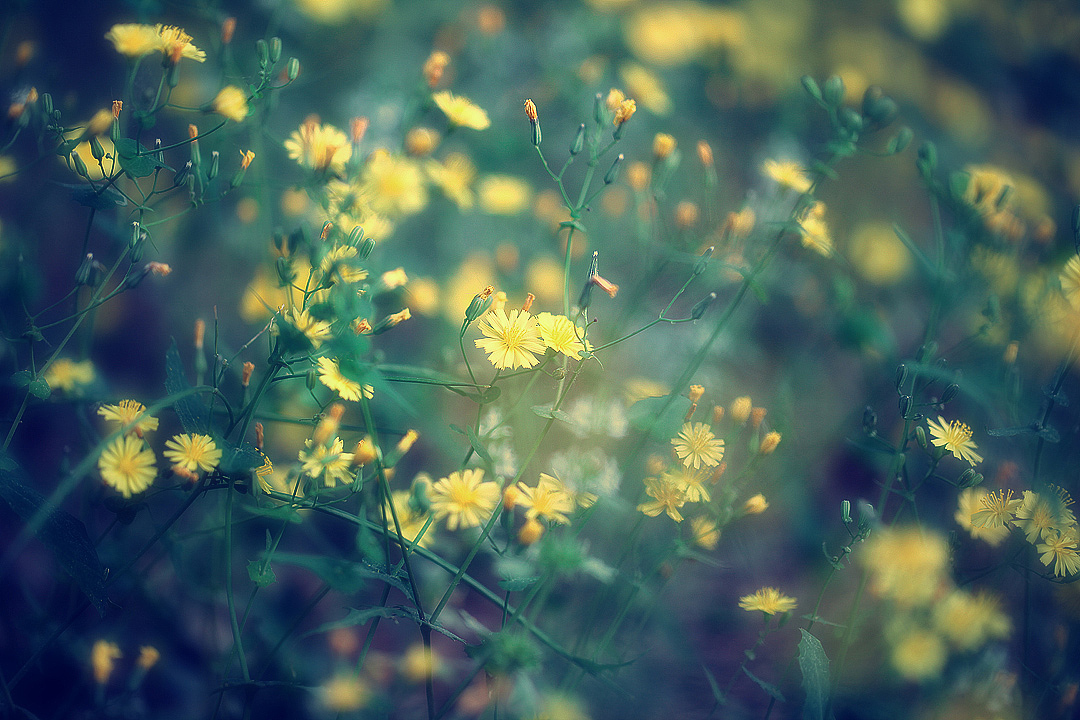 为自己的摄影(十二)