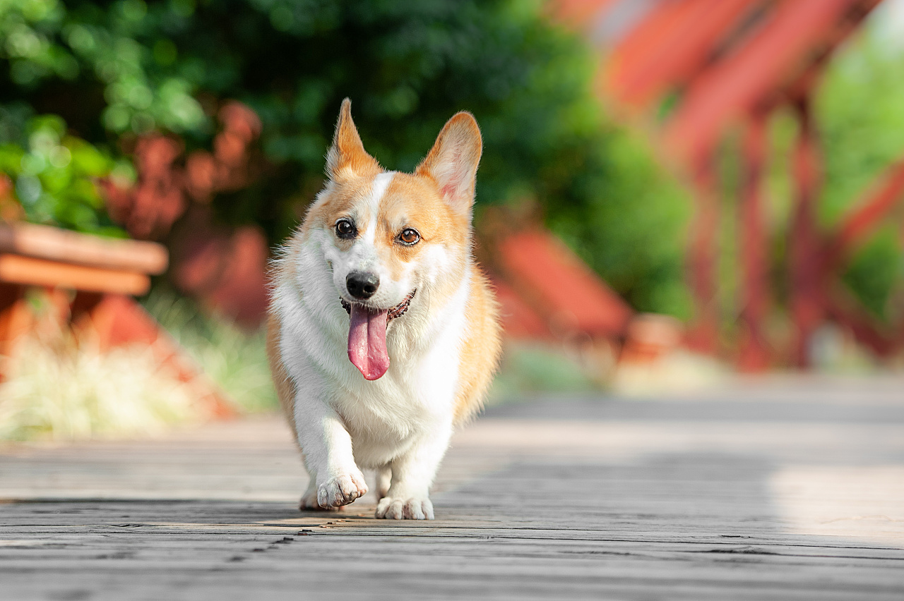 太空狗宠物摄影 柯基布丁
