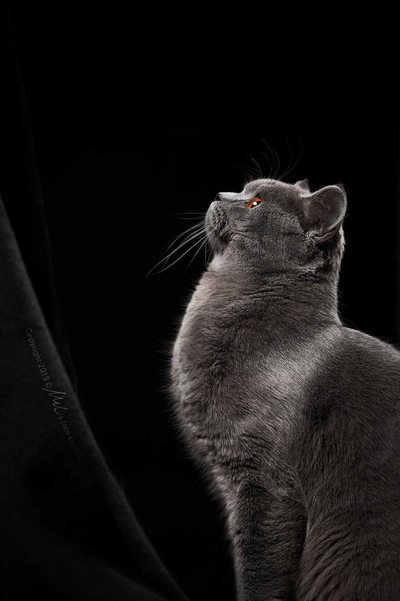 动物肖像黑白纪实摄影|摄影|宠物摄影|梅畅 - 原创作品 - 站酷 (ZCOOL)