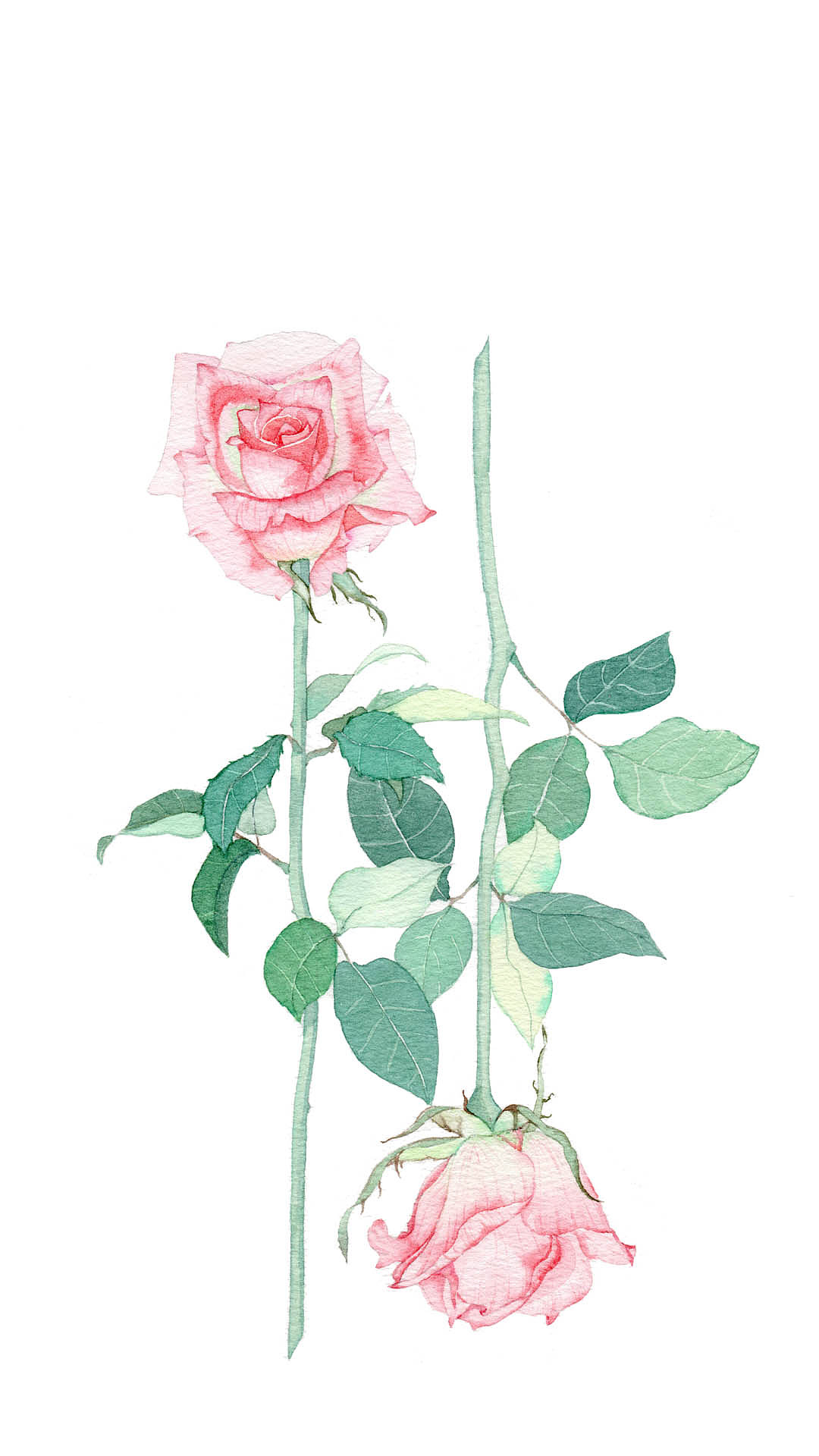 小清新水彩 花卉