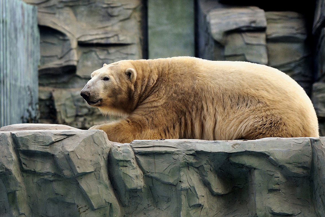 小猫咪乖乖乖。。。（图ZMTQzMjcwMjg=） - 宠物摄影 - 站酷设计师syouwa原创素材 - 站酷ZCOOL