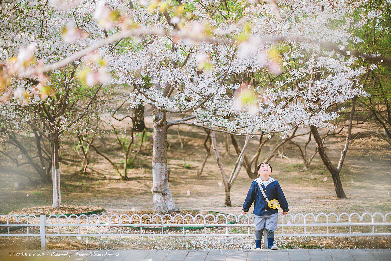 陪我去看樱花雨（图ZMTUzMTk4Njg0） - 人像摄影 - 站酷设计师沐小圆儿杂记原创素材 - 站酷ZCOOL