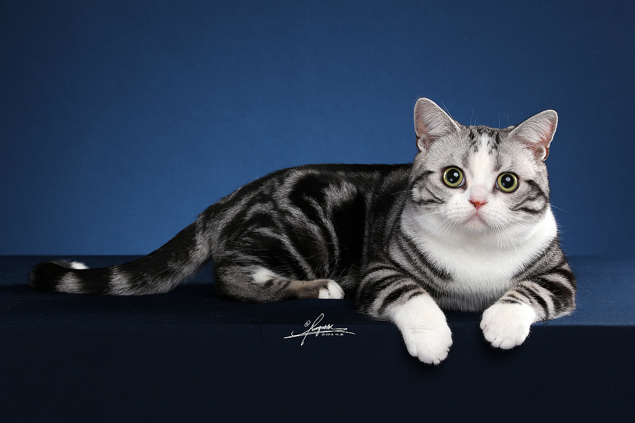 美国短毛猫amyworks拍摄于厦门