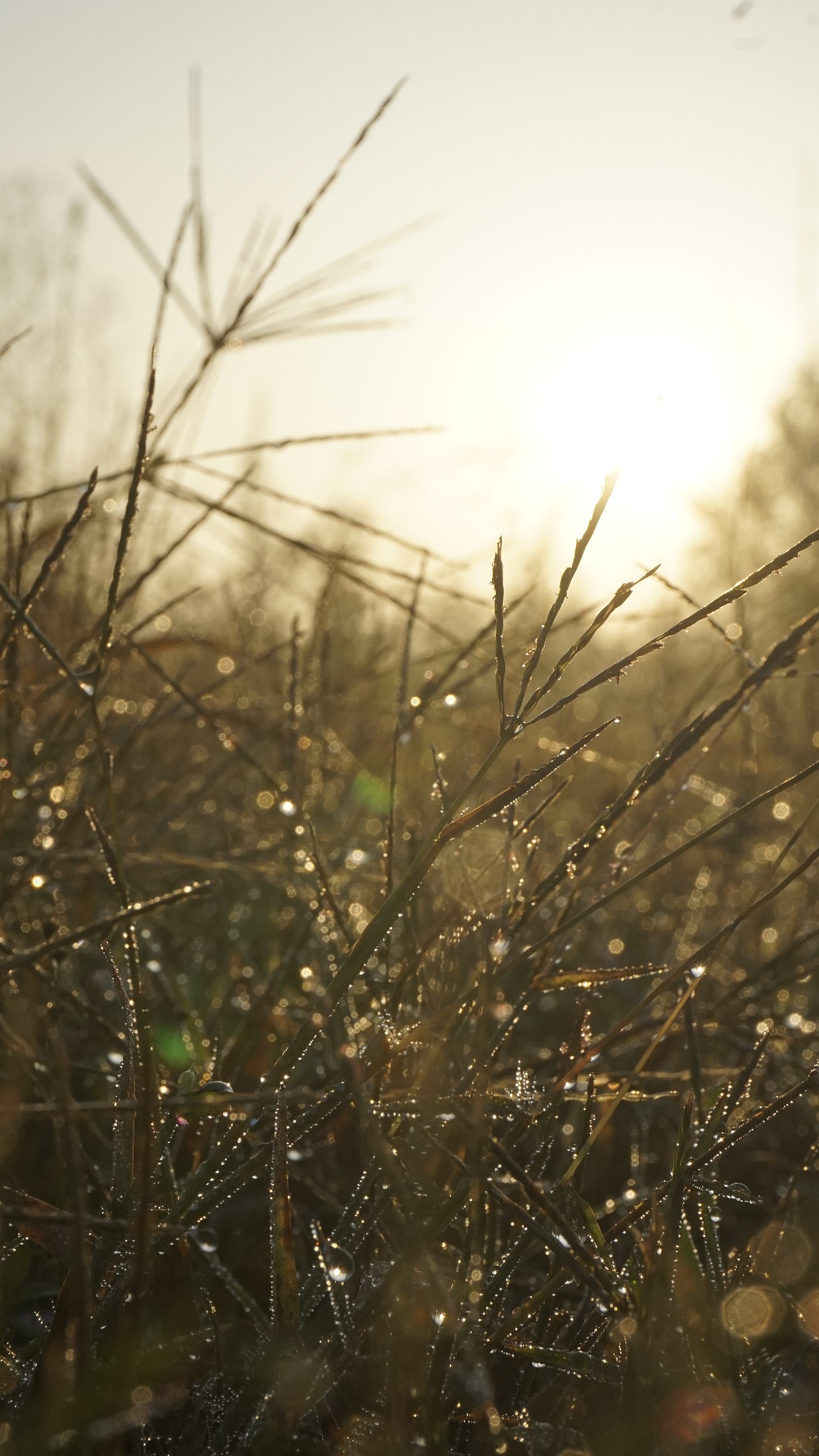 日出（图ZMTgxMTQ1MDEy） - 风光摄影 - 站酷设计师北方的南边原创素材 - 站酷ZCOOL