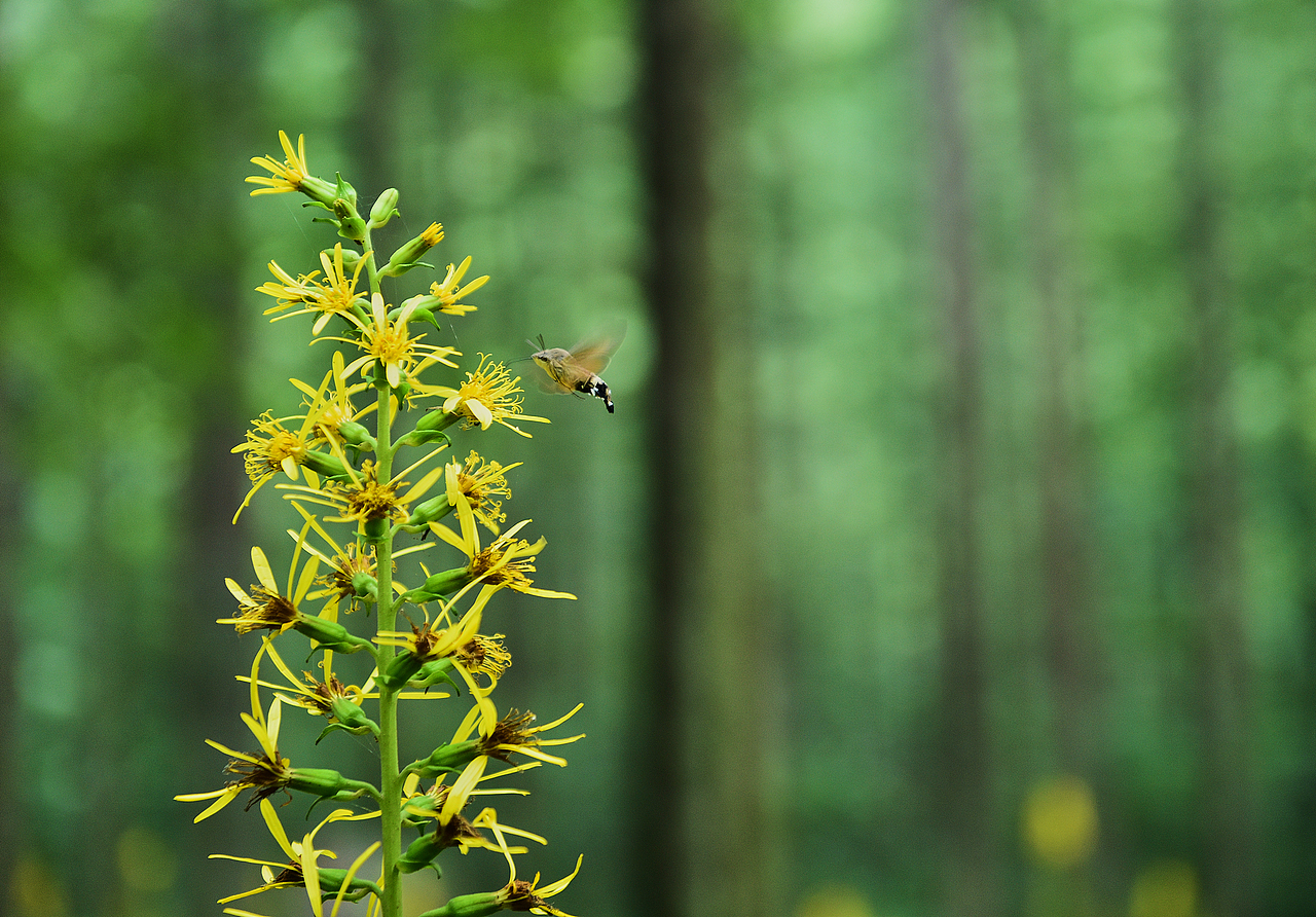 有山有水有靚照（圖ZMTI4NTkxODQ4） - 產(chǎn)品攝影 - 站酷設(shè)計師攝影師JUSI阿樂原創(chuàng)素材 - 站酷ZCOOL