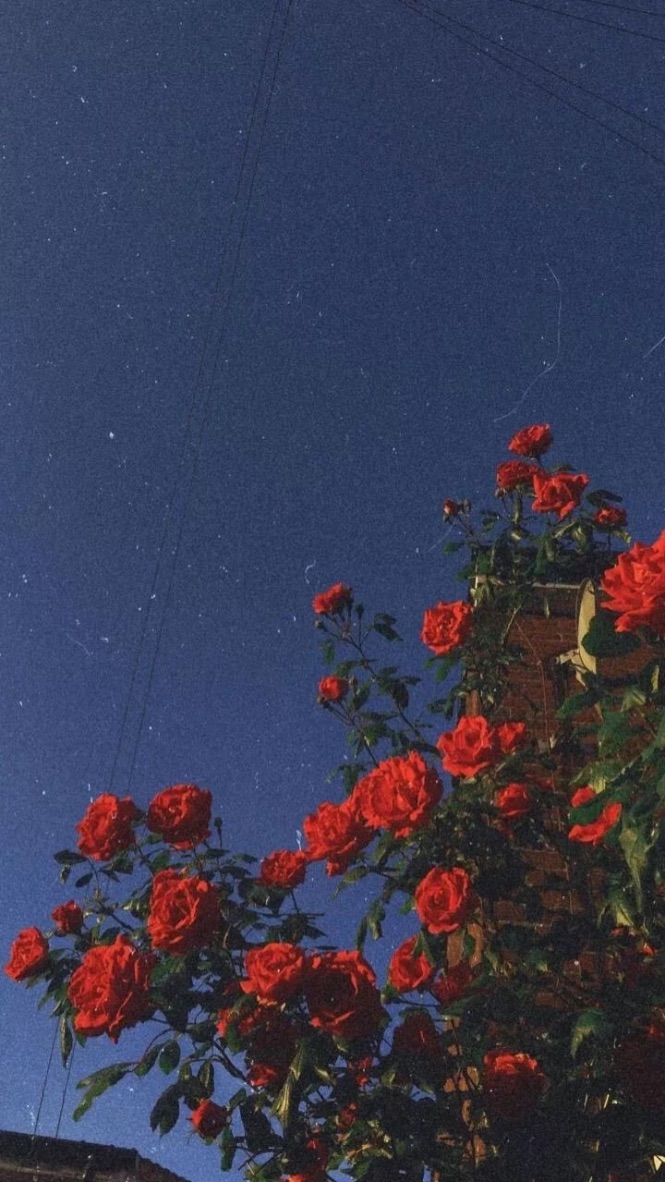 蕭ann的個(gè)人主頁（背景預(yù)覽） - 主頁背景設(shè)置 - 站酷設(shè)計(jì)師蕭ann原創(chuàng)素材 - 站酷ZCOOL