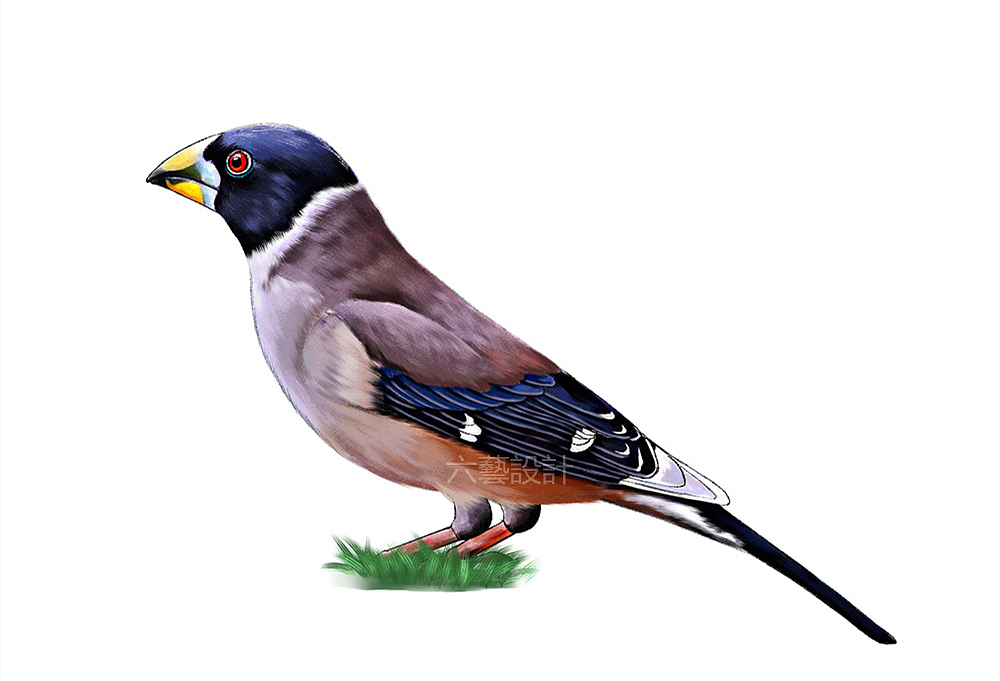 中国林科院城市森林鸟类手绘插画水彩厚涂素描科普配图