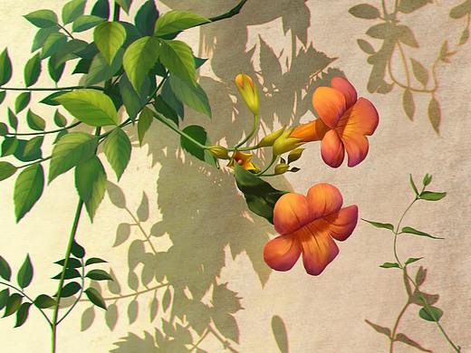 花与影
