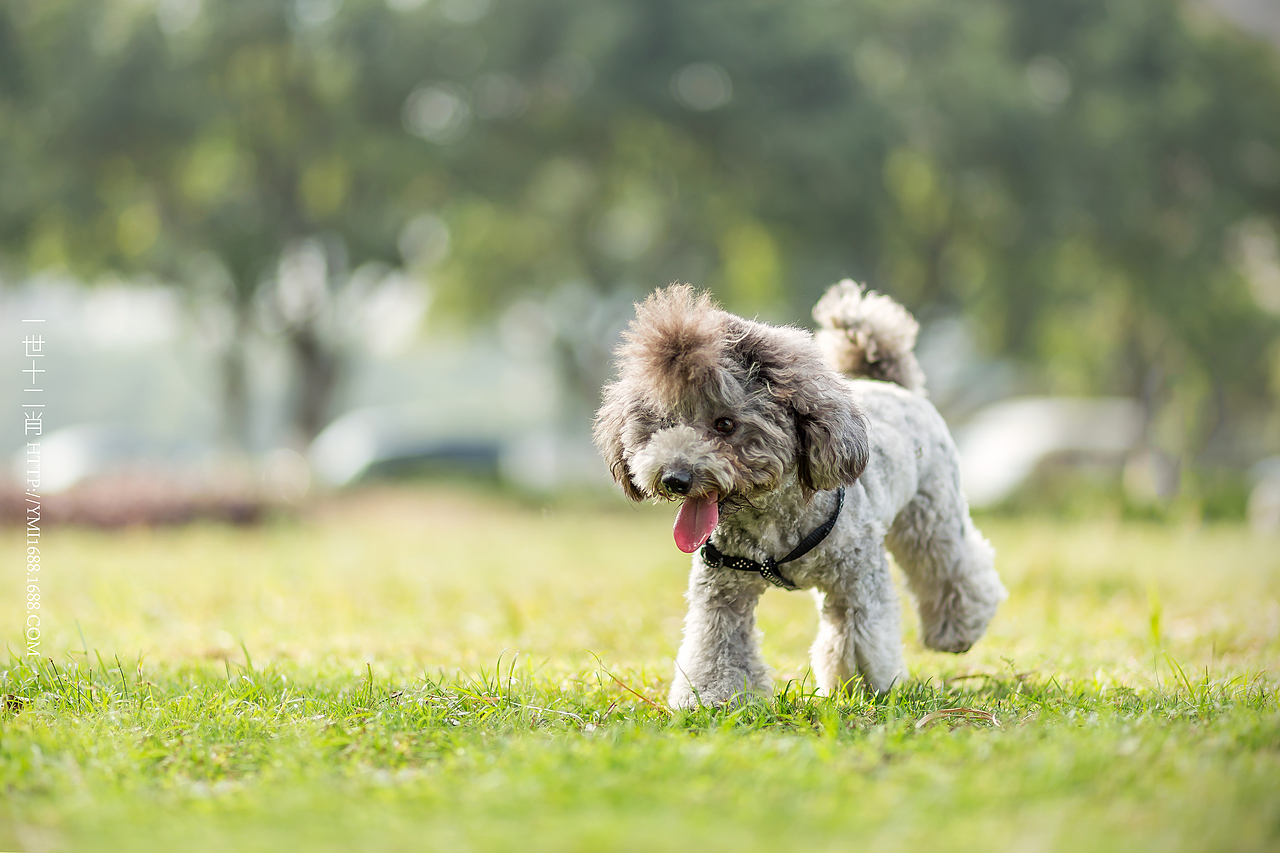 公园随拍（图ZMzkzMTU1OTY=） - 宠物摄影 - 站酷设计师战斗羊坨原创素材 - 站酷ZCOOL