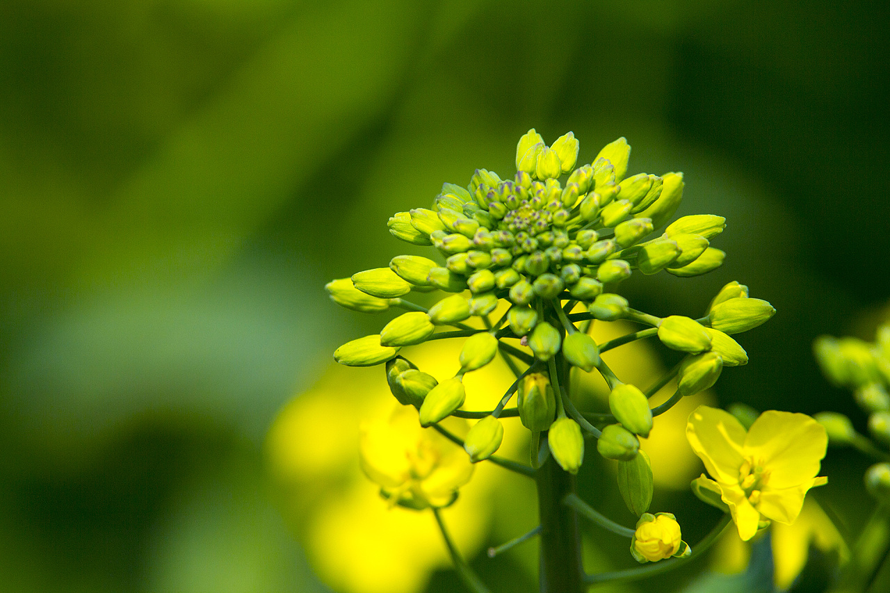 寻找春天之美——油菜花