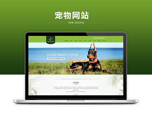 杜宾/犬/宠物/狗