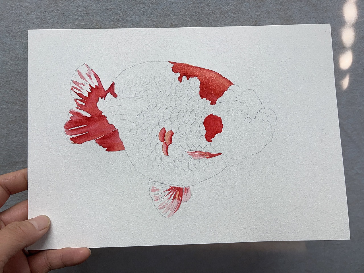 紅白蘭壽（魚友定義畫附過程）（圖ZMzgwNTMyMjY0） - 繪畫 - 站酷設(shè)計師風(fēng)蓮原創(chuàng)素材 - 站酷ZCOOL