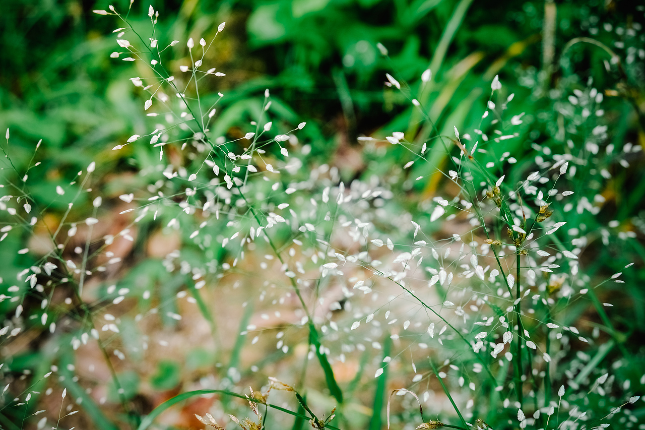 六西的小瀑布（图ZMTA5MDcxNDg0） - 风光摄影 - 站酷设计师西早映画原创素材 - 站酷ZCOOL