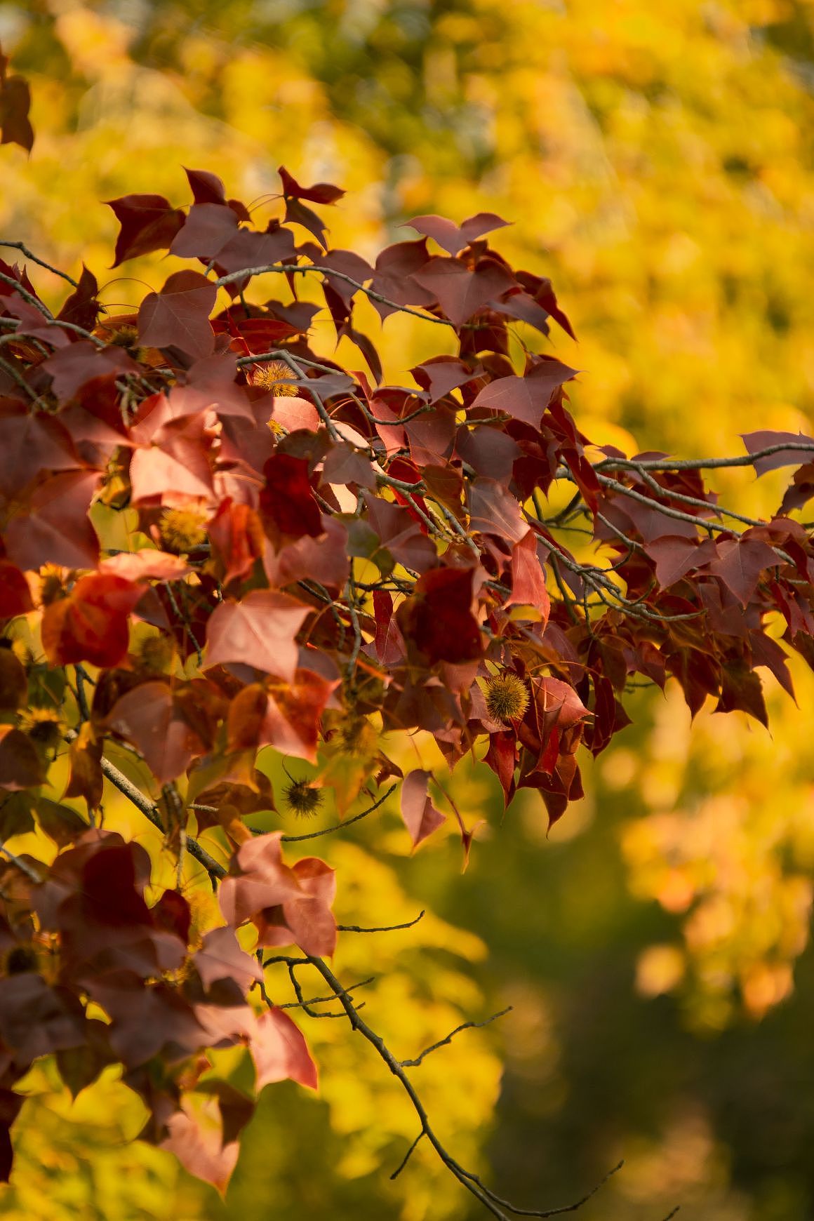苏州天平山风景红枫树（图ZMzU0MzMyMTUy） - 风光摄影 - 站酷设计师Z174774653原创素材 - 站酷ZCOOL