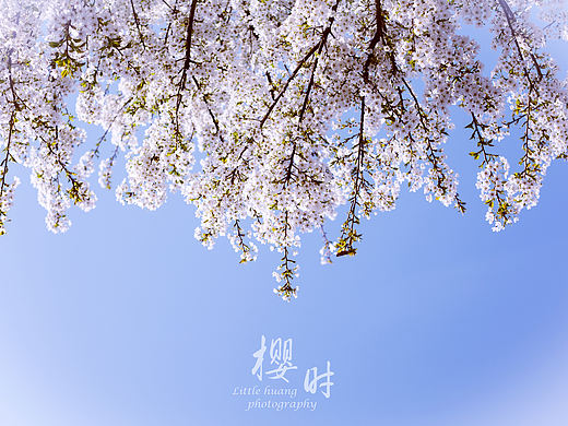 樱时