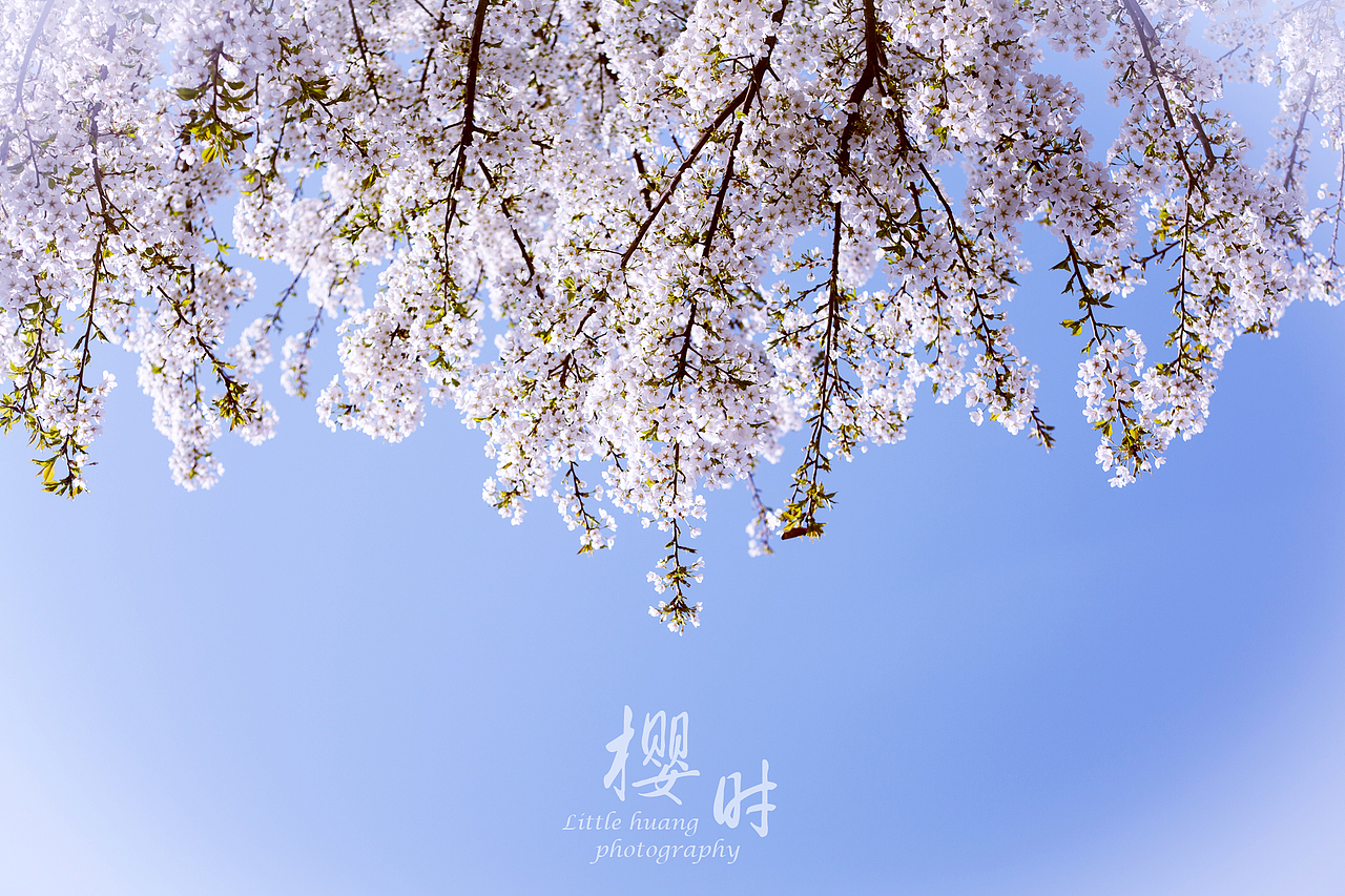 樱时（图ZMTUxMDI0MDQ=） - 风光摄影 - 站酷设计师littlehuang原创素材 - 站酷ZCOOL