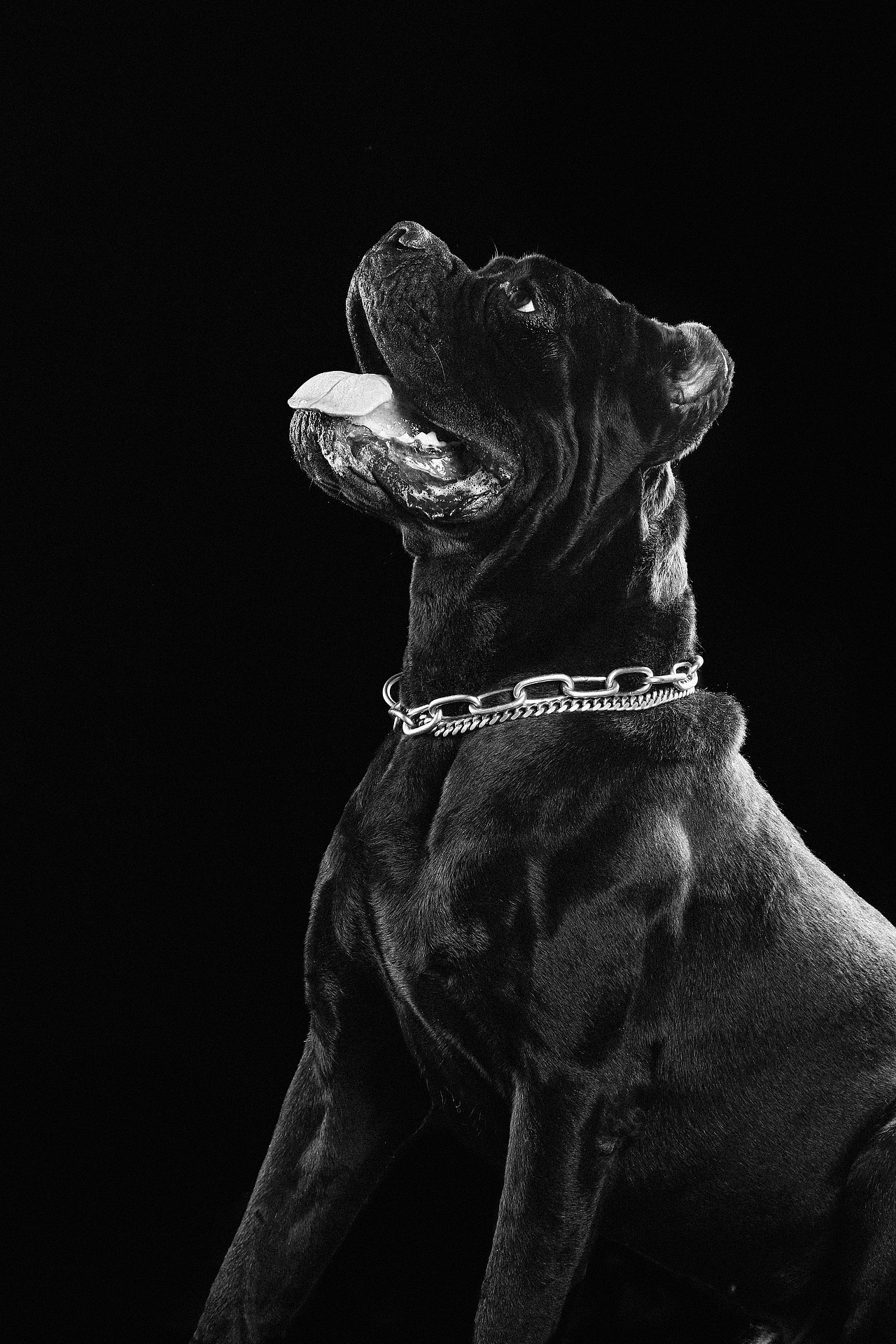 宠物摄影-卡斯罗（图ZMjg0NTY5MzA0） - 宠物摄影 - 站酷设计师剖剖思摄影工作室原创素材 - 站酷ZCOOL