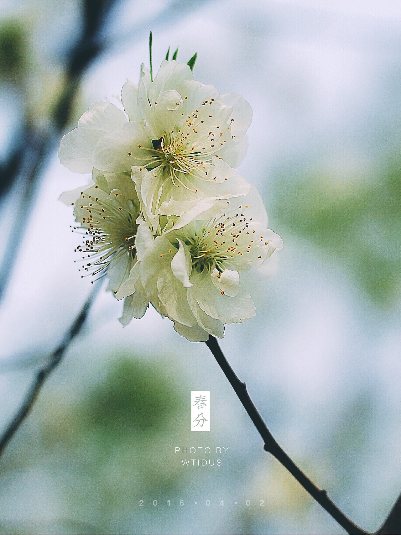 踏春“睬”花（图ZNDU5NDQ3NjA=） - 风光摄影 - 站酷设计师Amoo阿毛原创素材 - 站酷ZCOOL