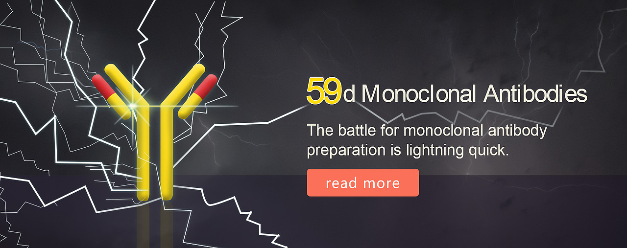 单抗——闪电战役