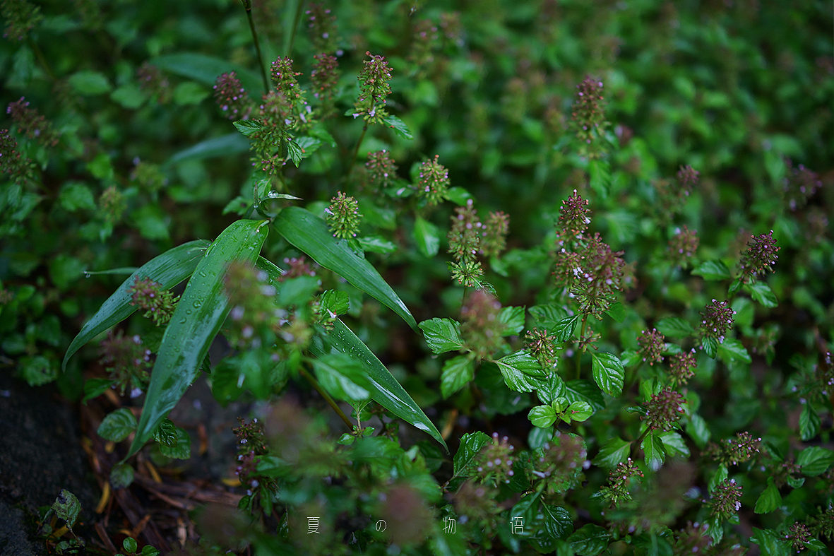 小黑卡日志-五月-夏の物语（四）