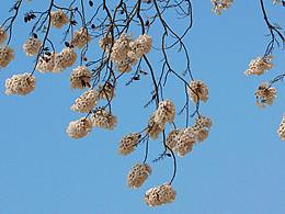 摄影 | 春天的一些花儿