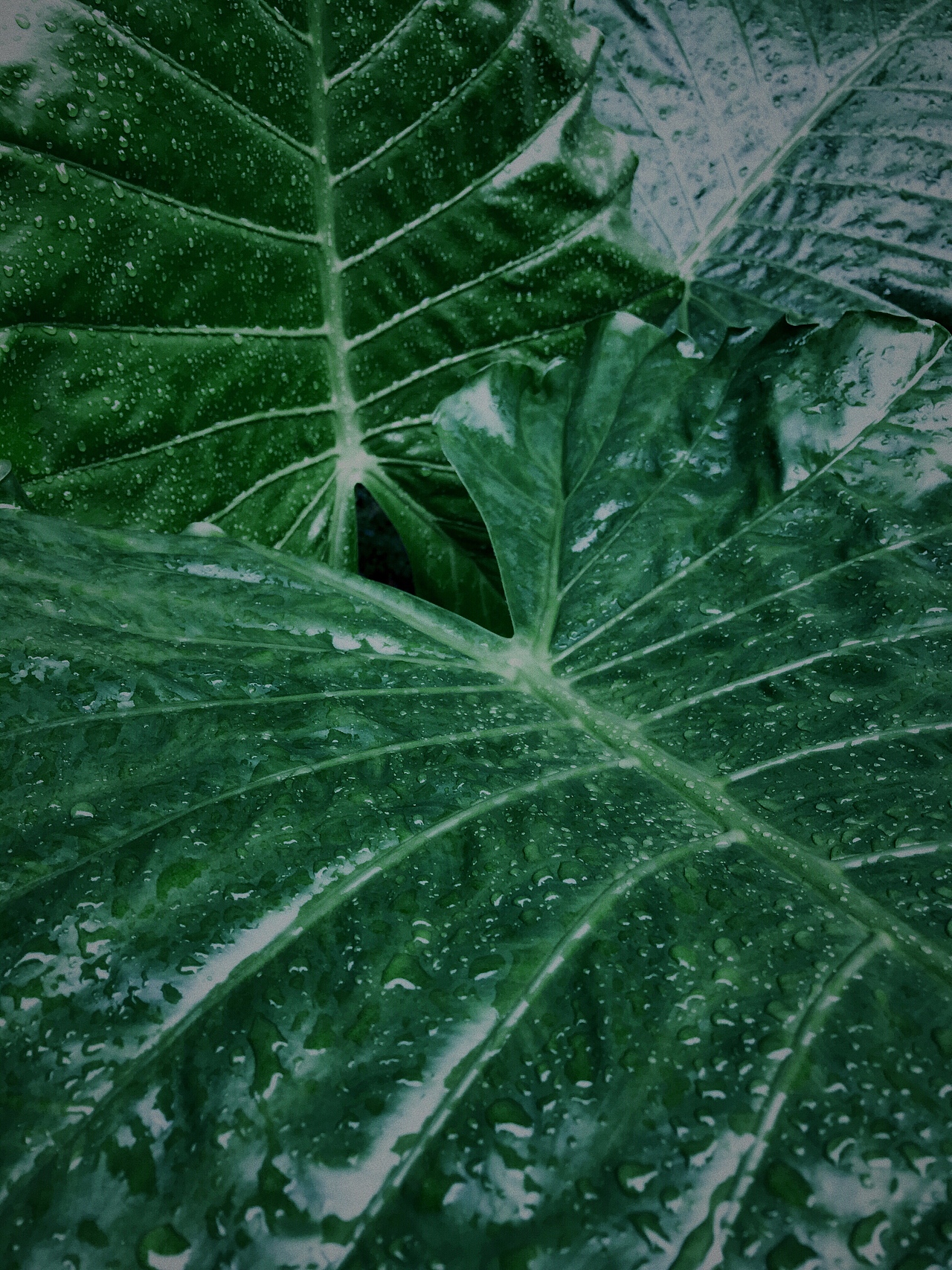 叶（图ZMTQyOTkyNTAw） - 风光摄影 - 站酷设计师蜗牛_你是蜗牛咩原创素材 - 站酷ZCOOL