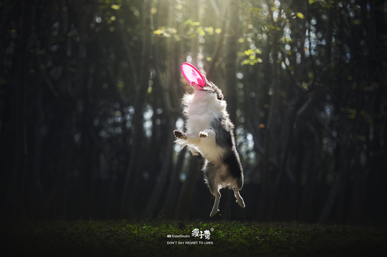 瘦子费宠物摄影 | 『好朋友们』