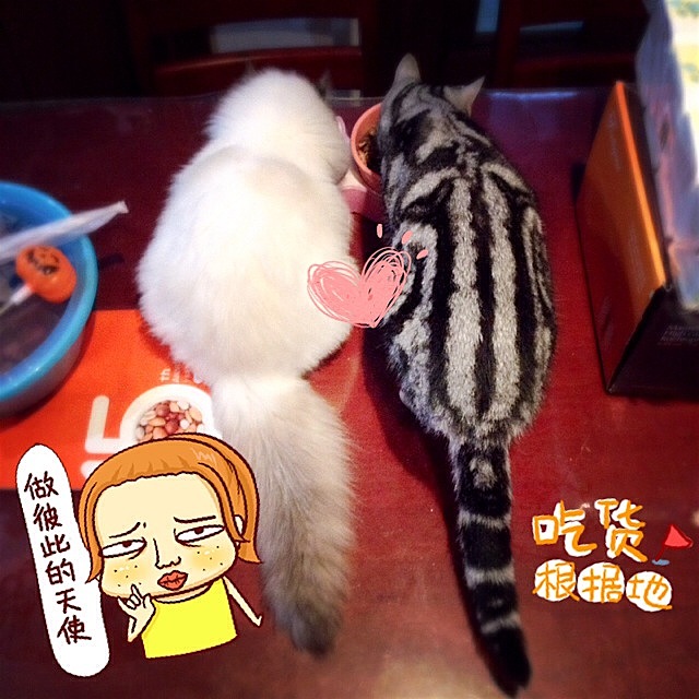 ~喵和波妞~（图ZMjU2MDk5NjQ=） - 宠物摄影 - 站酷设计师riceriver原创素材 - 站酷ZCOOL