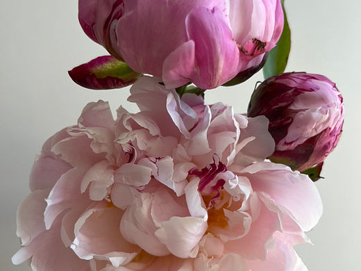 家里的芍药花开啦