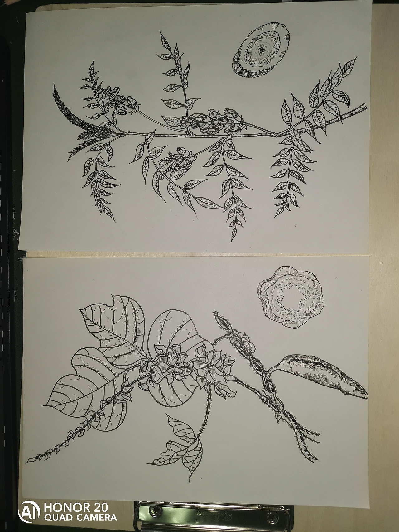 中草药纯手绘板绘葛根