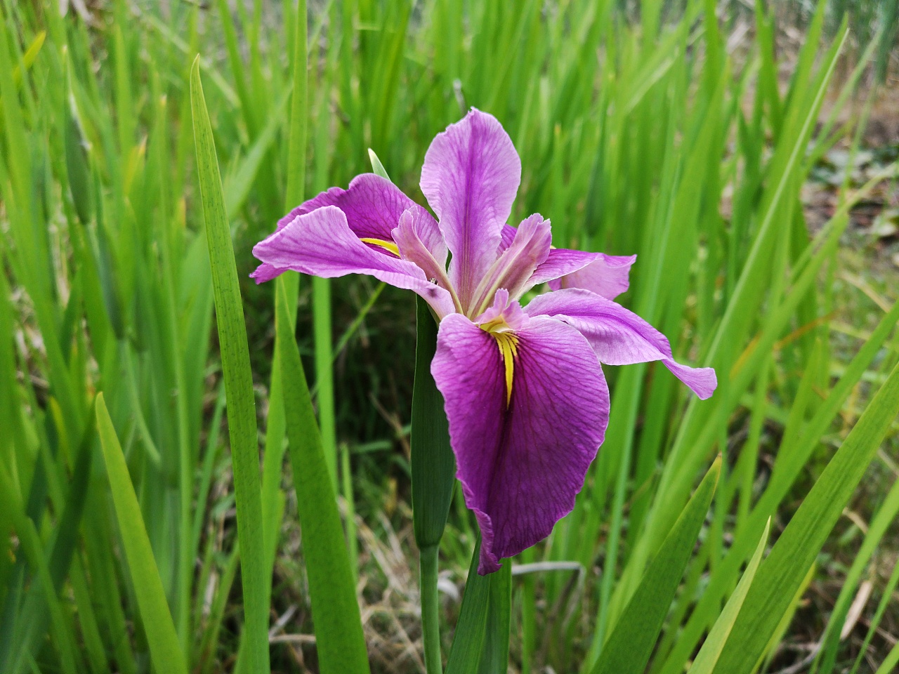水生鸢尾花