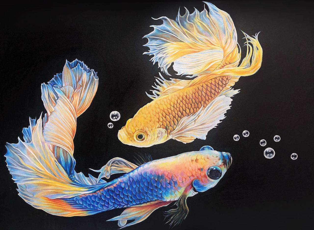 彩铅作品—斗鱼