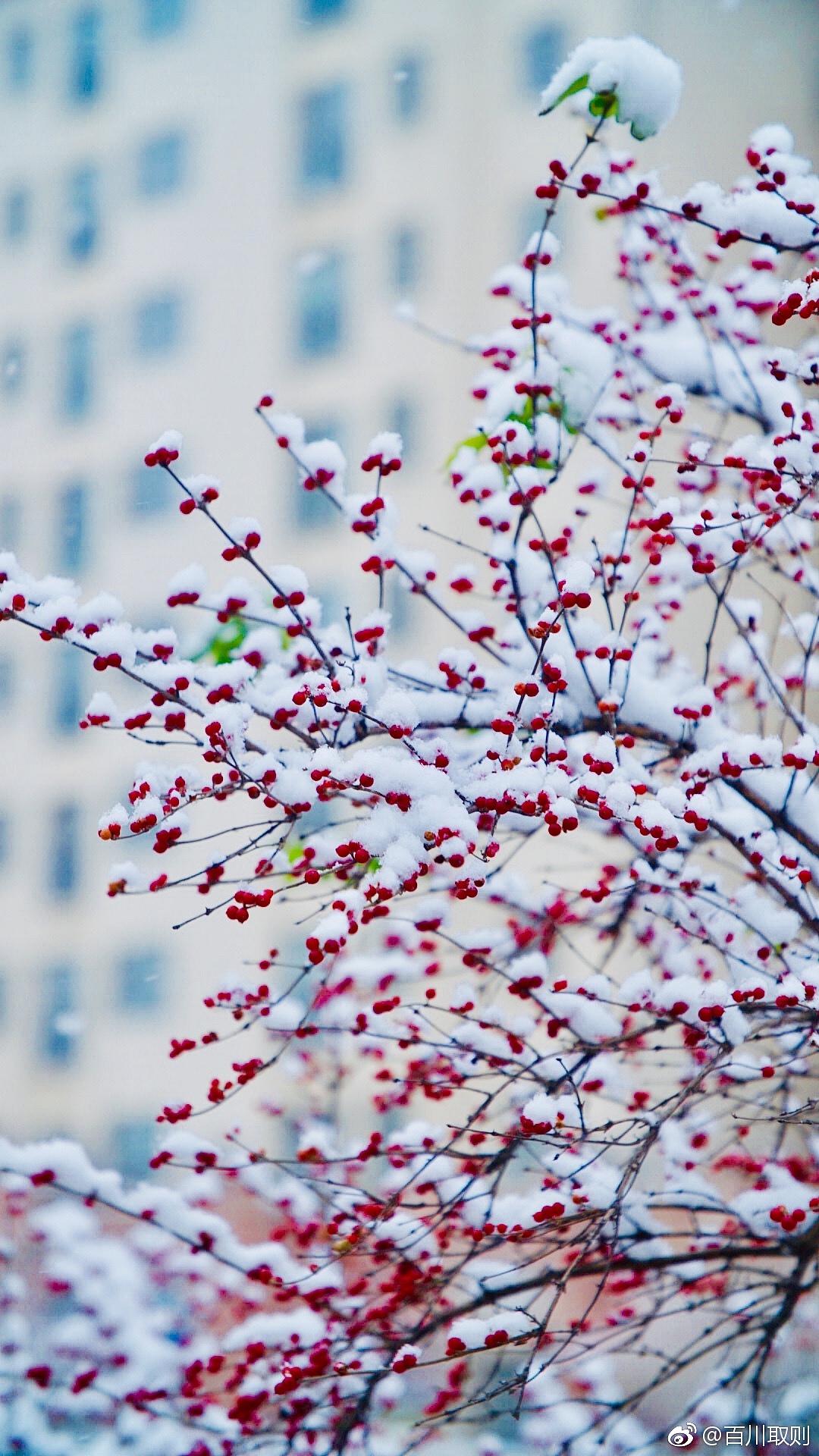 琉璃世界白雪紅梅（圖ZMTM4Mjg5OTQ4） - 風(fēng)光攝影 - 站酷設(shè)計師百川取則原創(chuàng)素材 - 站酷ZCOOL
