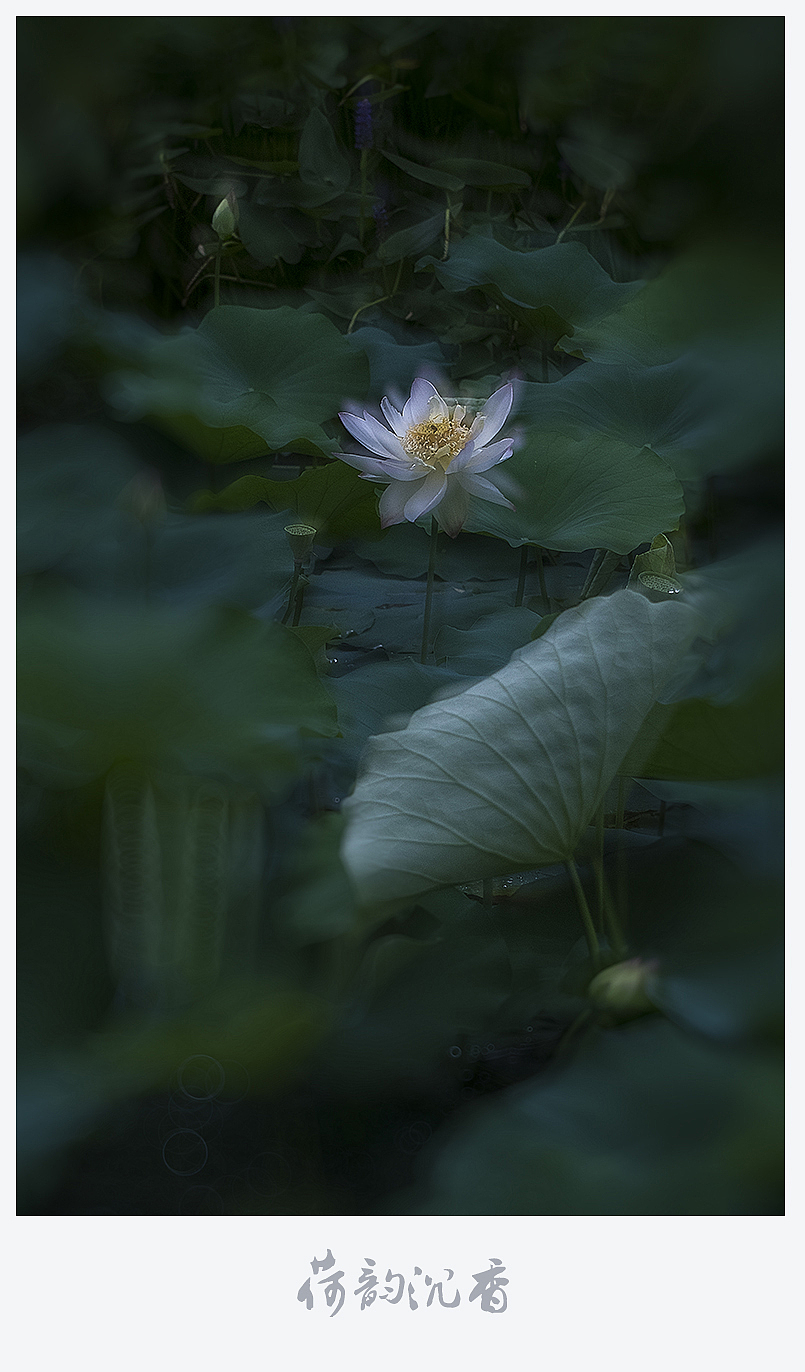 【荷韵沉香】（图ZMjEzNDE1NzUy） - 风光摄影 - 站酷设计师老陆逍遥原创素材 - 站酷ZCOOL