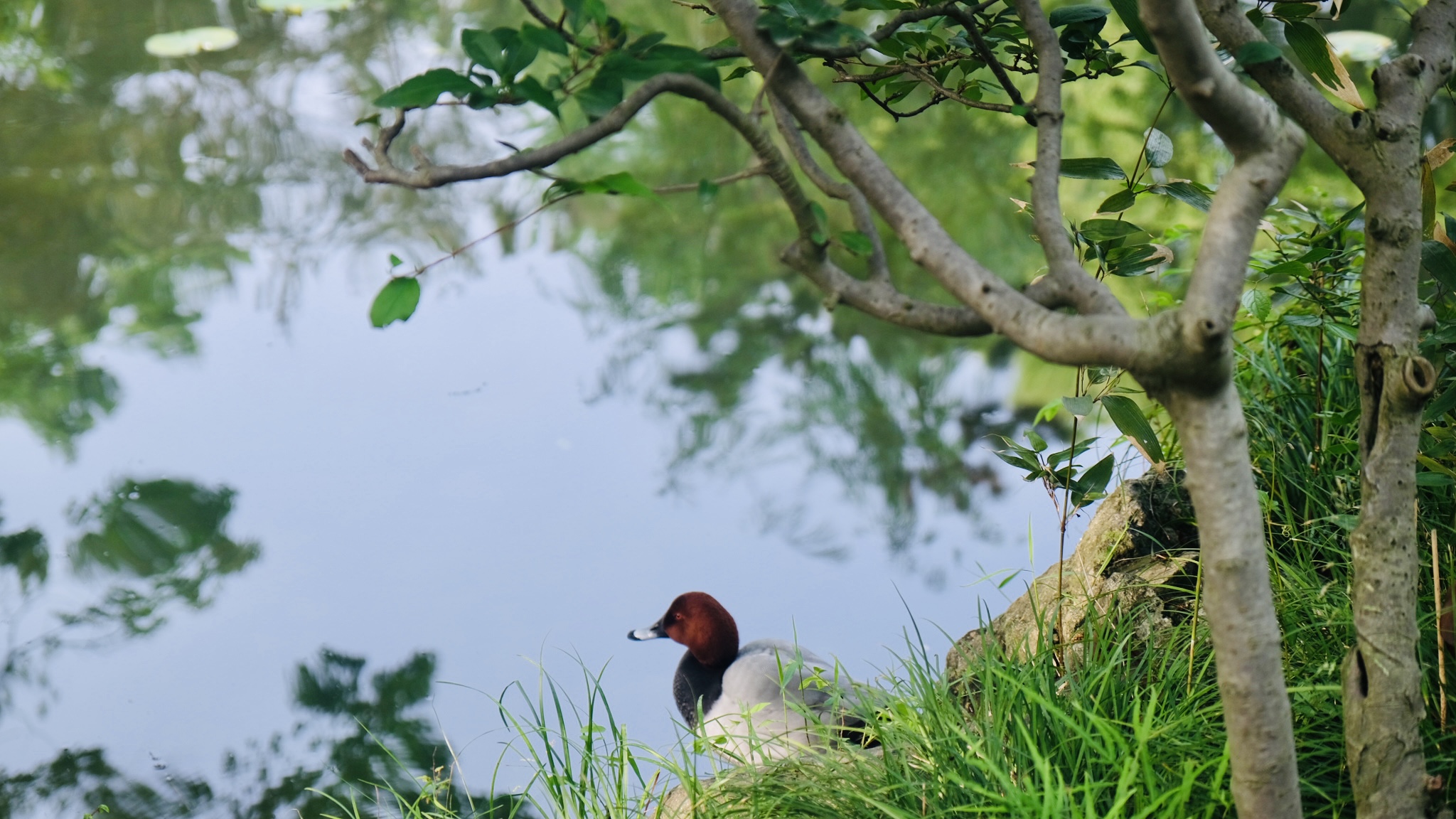 暴力多肉的个人主页（封面预览） - 主页封面设置 - 站酷设计师暴力多肉原创素材 - 站酷ZCOOL